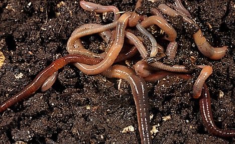 PHYLUM ANNELID earthworm (Lumbriculus terrestris) Annelid, Cnidaria, Earthworms, Wrong Turn, Day Care, Science News, Interactive Learning, Horticulture, Animal Kingdom