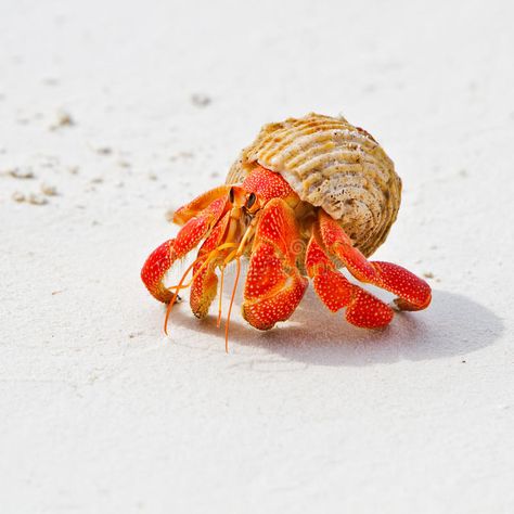 Crab Stock, Hermit Crab Tank, Big Crab, Coconut Crab, Lobster Art, Crab Stuffed Shrimp, Crab Art, Crab Shells, Walking On The Beach