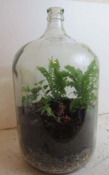 Build A Terrarium, Bottle Terrarium, Cactus Terrarium, Greenhouse Interiors, Terrarium Containers, Growing Veggies, Small Greenhouse, Moss Terrarium, Terrarium Plants