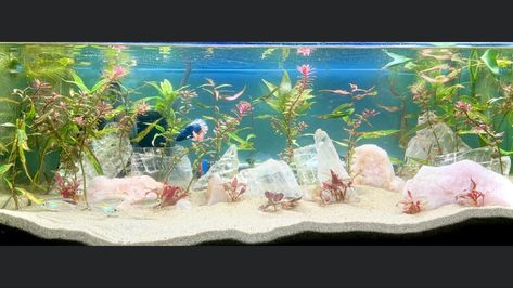 Beta Sorority Fish Tank, Crystal Fish Tank Decor, Fish Tank With Crystals, Betta Fish Sorority Tank Ideas, Crystal Aquascape, Crystal Fish Tank, Crystal Aquarium, Crystals In Aquarium, Crystals In Fish Tank