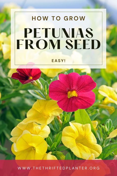 Petunias Petunias From Seed, Petunia Seeds, Grow From Seed, Annual Garden, Seed Starting Mix, Benefits Of Gardening, Seed Starter, Container Gardening Flowers, Beautiful Plants