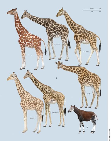 Giraffes.             ("Toni Llobet | Nature illustrated  » CA Handbook of the Mammals of the World.") Dna Analysis, Giraffe Pictures, Giraffe Painting, Afrikaanse Kunst, Giraffe Art, Animal Facts, African Animals, Riveting, Animals Of The World