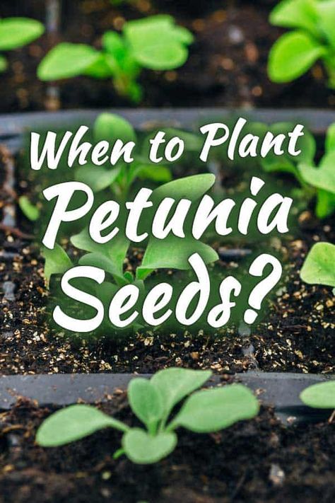 When To Plant Petunia Seeds? - Garden Tabs How To Prune Petunias, Growing Petunias From Seed, How To Take Care Of Petunias, Petunias In Pots, Planting Petunias From Seed, Fiber Muffins, Petunia Hanging Baskets, Planting Flowers From Seeds, When To Plant Seeds