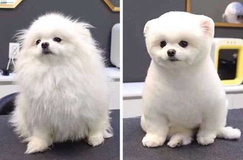 Teddy Bear Pomeranian, White Pomeranian Puppies, Pomeranian Haircut, Dog Grooming Styles, White Pomeranian, Grumpy Face, Puppy Cut, Dog Haircuts, Grooming Style