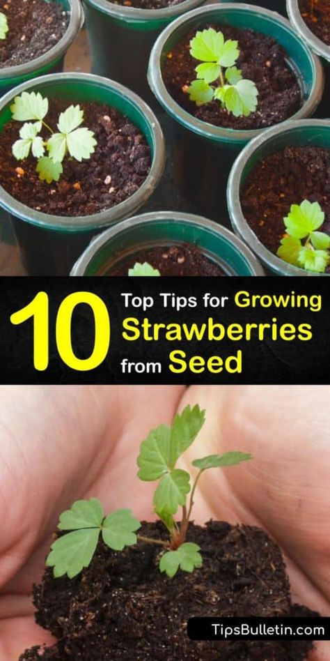 Grow Strawberries From Seed, Strawberry Seedlings, Growing Strawberries In Containers, Growing Plants From Seeds, How To Grow Strawberries, Backyard Homestead, Strawberries In Containers, Grow Strawberries, Seed Starters