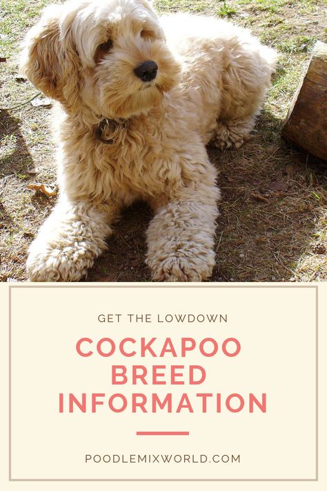 Cockapoo Haircut, Toy Cockapoo, Cockapoo Grooming, Cocker Poodle, Mini Cockapoo, Havanese Haircuts, Poodle Mix Breeds, Teddy Bear Dog, Cockapoo Dog