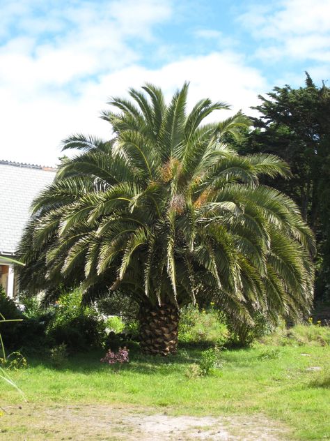 Phoenix canariensis - Architectural Plants Beach House Pool, Canary Island Date Palm, Compost Mulch, Evergreen Ferns, Succulent Tree, Architectural Plants, Date Palm, Plant Pests, Plant Book