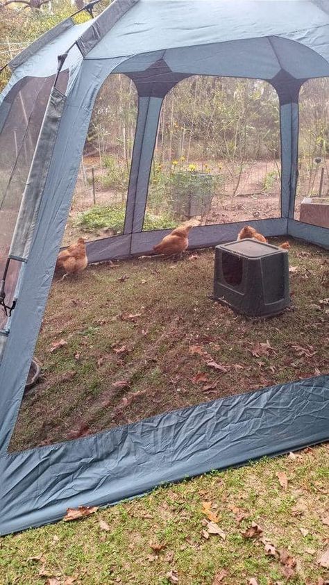 Screen Tent, Chicken Owner, Chicken Tractor, Chicken Coop Run, Chicken Run, Hardware Cloth, Chicken Runs, Homestead Survival, Raising Chickens