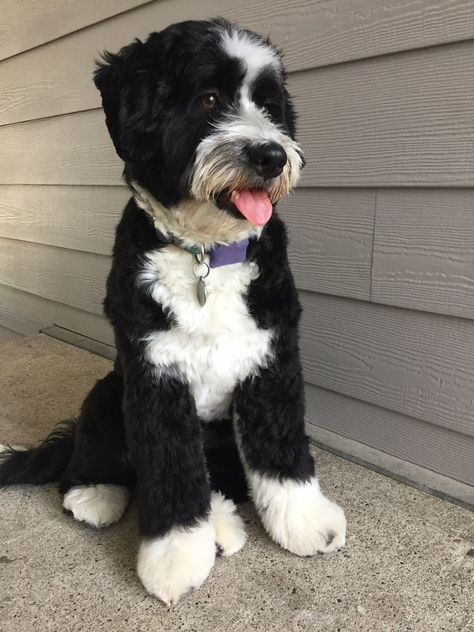 Aussie Doodle Haircut Styles, Sheepadoodle Haircut Styles, Mini Bernedoodle Haircut, Aussiedoodle Haircut Styles, Bernedoodle Grooming Styles, Aussiedoodle Haircut, Bernedoodle Haircut Styles, Bernedoodle Haircut, Bernedoodle Haircuts