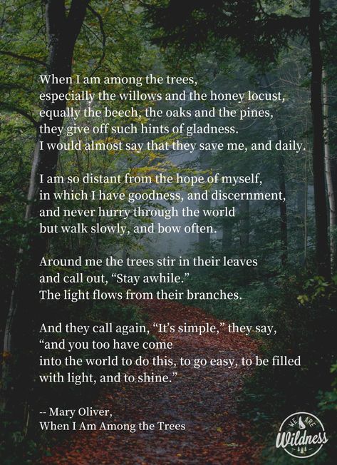 Nature Quotes Trees, Mary Oliver Poems, Tree Poem, Nature Poem, Forest Bathing, Mary Oliver, Poem Quotes, A Poem, Nature Quotes