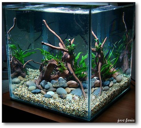 Easy Maintenance Plants, Salt Water Aquarium, Fish Tank Themes, Taman Air, Amazing Aquariums, Fish Tank Terrarium, Cool Fish Tanks, Fish Tank Design, Aquascape Design