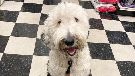 What pet owner in the history of pets has not stared into a pair of liquid brown eyes and said with a sigh, “If only you could talk”? Despite so many advances in tech and animal research, it has Sheepadoodle Puppy, Animal Research, Talking Dog, Tiktok Star, Pet Owner, Brown Eyes, Pet Owners, The History, Dog Cat