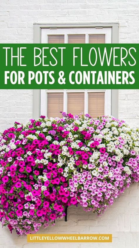 The best flowers for pots and containers. If you're looking to grow flowers in containers or pots, check out our curated list of the best flowers that do well in containers and pots. DIY flowers in pots with a big impact. No matter if your containers are in full sun or shade, we have the best flower recommendations to help you easily care for flowers in pots. These are the flower plants that are easy care and will add color in the spring and summer. Outdoor flower container gardening made simple Flowers For Outdoor Pots, Best Flowers For Pots, Flower Container Gardening, Full Sun Planters, Mixed Flower Pots, Flowers For Pots, Flowers In Containers, Privacy Shrubs, Fast Growing Privacy Shrubs