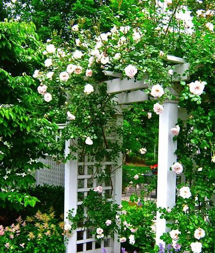 Like an entrance to a secret garden, this crisp white wooden arbor, draped with scented climbing roses, provides a warm welcome to guests who can enjoy the fragrance of the flowers as they pass by. Here, the delightfully fragrant, large-flowered climbing Rose 'New Dawn', which is considered one of the best repeating climbers, displays its profuse blooms. Designed by Liquidscapes Container Climbing Roses, Climbing Roses Pergola, Roses Pergola, Rose Pergola, Plant Combos, Garden Gates And Fencing, Rose Arbor, Landscape Gardening, Flower Containers