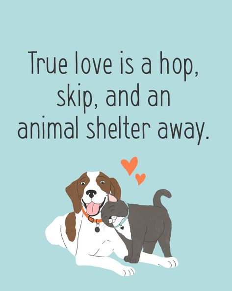 Shelter Dog Quotes, Animal Shelter Quotes, Animal Rescue Quotes, Dog Photoshoot, Counting On, Animal Advocacy, The Easter Bunny, Animal Sanctuary, Dog Signs