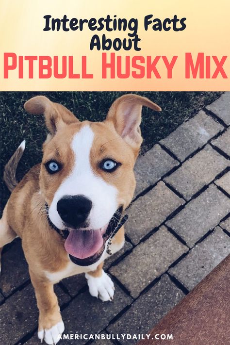 Husky Terrier Mix Puppy, Pitbull Husky Mix Puppies, Husky Pitbull Mix Dogs, Pitsky Dogs, Husky Pitbull Mix, Pitsky Puppy, American Pitbull Terrier Puppy, Pitbull Mix Breeds, Husky Pitbull