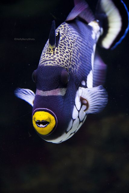 He's so cute - a blue and white striped fish, with cute little yellow mouth. Clown Triggerfish, Creature Marine, Pretty Fish, Fauna Marina, Life Under The Sea, Salt Water Fish, Water Animals, Beautiful Sea Creatures, Marine Fish