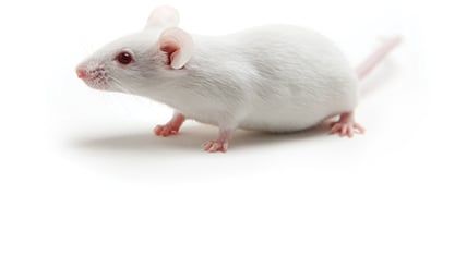 Charles River provides research animal models, including the B6 Albino mouse, for use in basic research and nonclinical drug discovery and development. Rat Tattoo, Scientific Poster, Small Rabbit, Animal Model, Mouse Traps, Charles River, Cute Rats, Mouse Rat, Pet Rats