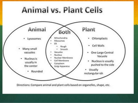 Plants Vs Animal Cells Venn Diagram Animal Cell Structure, Plant Cell Diagram, Animal Cell Project, Venn Diagram Worksheet, Nuclear Membrane, Cell Diagram, Animal Cells, Science Cells, Cells Worksheet