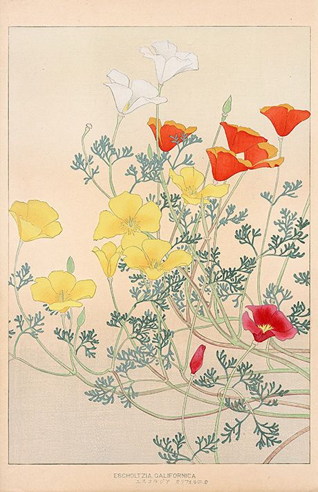 Chigusa Soun, Escholtzia Californica, 1900 Drawing Workshop, Red And Yellow Flowers, Paper Garden, Botanical Art Prints, Japon Illustration, Floral Poster, Japanese Flowers, Art Japonais, Korean Art