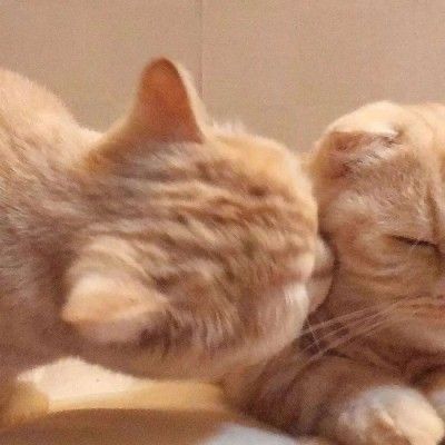 Cat Biting Another Cat, Cat Biting, Cat Profile, Cat Couple, Cat Cuddle, Cute Cats Photos, Pretty Animals, Cute Cats And Dogs, Funny Animal Pictures