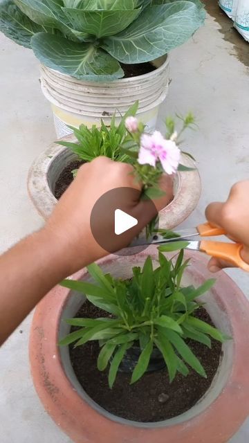 Gardening Aasaan Hai on Instagram: "😲Great Success!! 
Remember these plants I did sOme wOrk??
.
.
.
#plants #work #update #success #reels #gardening #terracegarden #organic #gardeningaasaanhai #reelsinstagram #reelitfeelit" February 19, Plants, On Instagram, Instagram