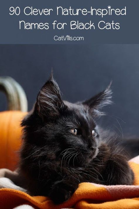 Finding nature names for black cats is not always easy, but we've got you covered! Check out 90 amazing ideas that you'll love! Male Black Cat Names, Kitten Names Boy, Kitten Names Girl, Black Cat Names, Nature Inspired Names, Boy Cat Names, Girl Cat Names, Unique Cat Names, Fluffy Black Cat