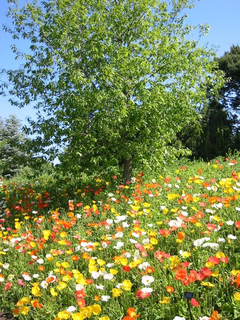 Flower Hill, Wildflowers Photography, Poppy Garden, Wild Flower Meadow, Chicago Botanic Garden, Nothing But Flowers, Wildflower Garden, Botanic Garden, Foto Art