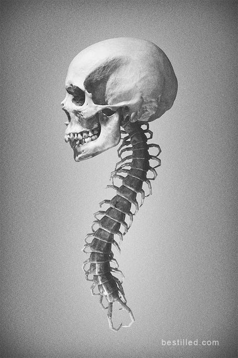 Spine Drawing, Art In Black And White, Tattoo Son, Skull Anatomy, Christmas Skull, Skull Reference, Monster Ideas, Personal Investigation, Red And Green Christmas