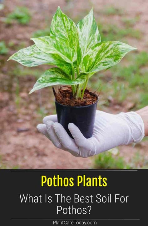 Pothos plants, do best in well-drained soil. Compacted potting soil or mixtures without enough air pockets keep the plant roots wet, leading to root rot. A mixture of peat moss, perlite, and sand is a good starter mix. Plant Soil Indoor, Well Draining Potting Soil, Diy Well Draining Potting Soil, Well Draining Soil Mixture, Pothos Soil Recipe, Best Indoor Plant Soil Mixture, Houseplant Soil Mixture, Soil For Pothos, Plant Soil Mixture