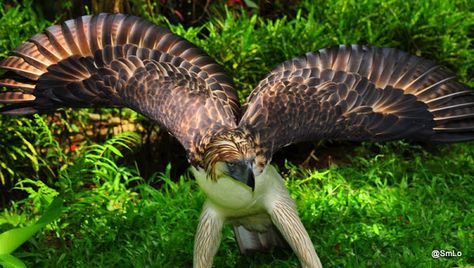 Philippine Eagle Birds Eagle, Steller's Sea Eagle, Philippine Eagle, Eagle Project, Imperial Eagle, Animal Photography Wildlife, Gibson Girl, Birds Of Prey, Animals Of The World