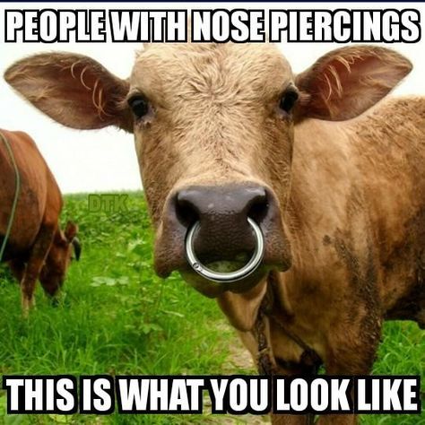 Cow Nose, Septum Nose Piercing, Rings To Make, Bull Cow, Dog Jokes, Cow Pictures, Classic Ford Trucks, Be Dangerous, Cows Funny