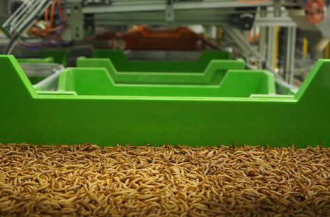 This Insect Farm Uses Robots To Raise Insects For Protein — AGRITECTURE Organic Plant Fertilizer, Fish Feed, High Quality Protein, A Bug's Life, Fertilizer For Plants, Fish Farming, Global Recipes, Big Business, Plant Food