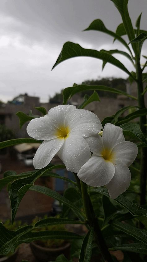 Rain drops on Plumeria Pudica. Bangalore India Flower In Rain Photography, Rain Drops Aesthetic, Bangalore Rain, Rain Drops On Flowers, Rain In India, Rain Drops Photography, Rain Scenery, Plumeria Pudica, Bangalore City