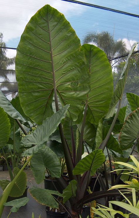 Alocasia are only good up to about 29 degrees. The leaves can get beat up. Strawberry Planters, Philodendron Plant, Like Icon, Big Ears, Elephant Ears, Tropical Garden, Botany, Garden Inspiration, Shades Of Green