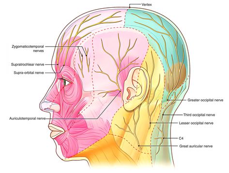 Nerve Supply of Scalp Nerves Of The Face, Scalp Anatomy, Scalp Anatomy Notes, 12 Pairs Of Cranial Nerves, Ulnar Nerve Anatomy, Nerve Innervation Anatomy, Nerve Anatomy, Surgical Tools, I Am Quotes