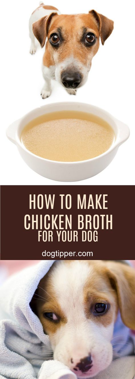 How to Make Homemade Chicken Broth for Your Dog How To Dehydrate Chicken For Dogs, Chicken Stock For Dogs, Homemade Chicken Broth For Dogs, Homemade Broth For Dogs, Gravy For Dogs Homemade, Chicken Broth For Dogs, Dog Soup, Broth For Dogs, Homemade Chicken Broth