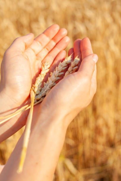 Wheat Bundle, Fields Of Gold, Wheat, Grain, Bible, On Instagram, Instagram