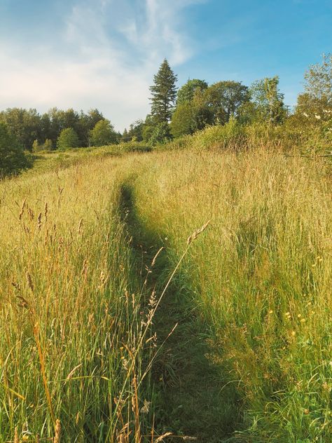 Field, summer day, summer aesthetic Clover Field Aesthetic, Long Grass Aesthetic, Field Astetic, Get Outside Aesthetic, Summer Fields Aesthetic, Spring Field Aesthetic, Hay Field Aesthetic, Long Grass Field, British Spring Aesthetic