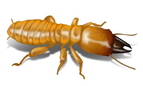 Wood Termites, Harmful Insects, Flea Prevention, Best Pest Control, Bug Control, Termite Control, Bed Bug, Pest Management, Insect Control