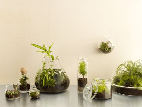 In these mad-for-crafts times, terrariums are hotter––and easier––than ever. Create your own tabletop garden in 30 minutes or less. Terrariums Diy, Succulent Wall Planter, Vertical Succulent Gardens, Tropical House Plants, Easy Diy Decor, Succulent Wall, Terrarium Diy, Garden Terrarium, Ideas Vintage