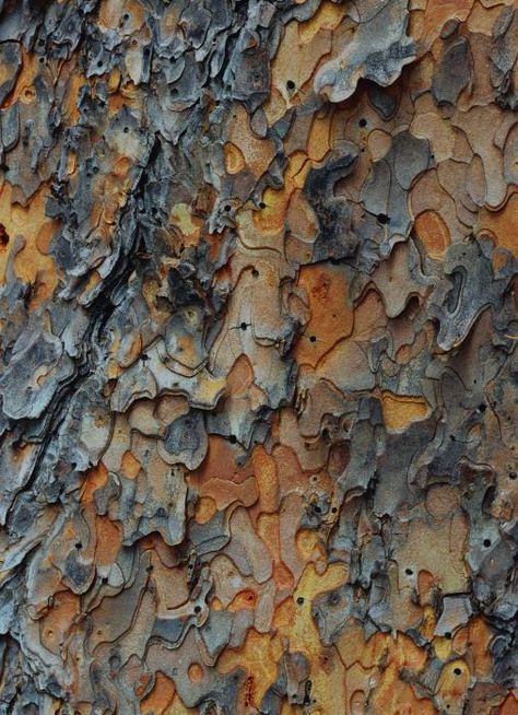 There were just a few trees with bark like this in parks nearby when I was a kid, and I absolutely adored them, so this picture makes me feel all fuzzily nostalgic Texture Inspiration, Tree Bark, Natural Forms, Patterns In Nature, Beautiful Tree, Color Textures, Nature Design, Tree Painting, Texture Art