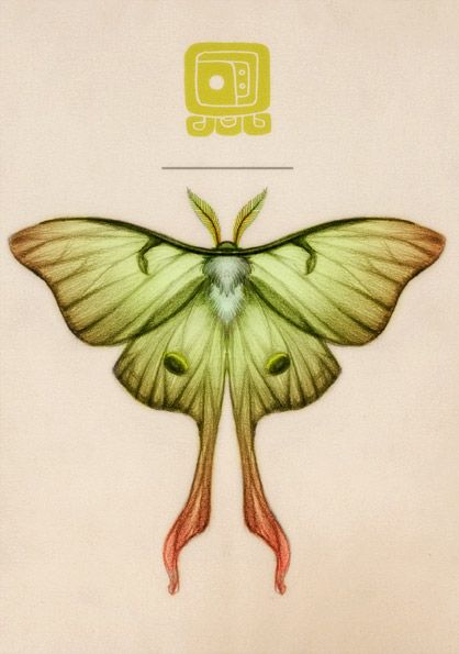 moth illustration - Google Search Brown Sketch, Lunar Moth Tattoo, Luna Moth Tattoo, Sketchbook Spreads, Moth Drawing, Moth Tattoo Design, Moth Illustration, Morning Art, Lunar Moth