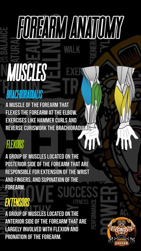 Muscle Groups Anatomy, Bodybuilding Anatomy, Gym Anatomy, Anatomical Terminology, Forearm Muscle Anatomy, Forearm Exercise, Strong Forearms, Muscle Chart, Forearm Anatomy