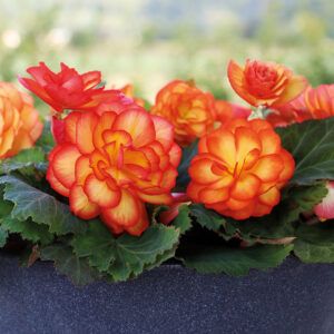 Begonia NONSTOP Mocca Yellow - Buy Begonia Tuberous Annuals Online Trailing Petunias, Yard Planters, Tuberous Begonia, Orange Plant, Proven Winners, Landscape Features, Side Yard, Plant Food, Types Of Plants