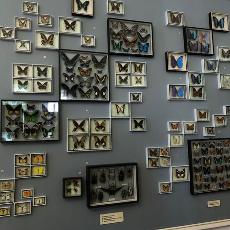 Butterfly Study Aesthetic, Butterfly Collection Aesthetic, The Butterfly Garden Book Aesthetic, The Butterfly Garden Book, Glam Bedrooms, Butterfly Museum, Happiness Is A Butterfly, Bug Wall, Taxidermy Decor