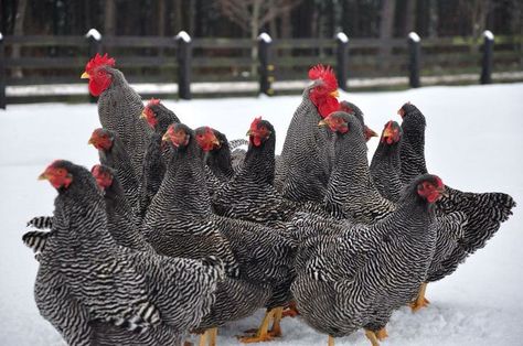 Barred Rock Rooster, Barred Rock Chickens, Best Laying Chickens, Plymouth Rock Chicken, Laying Chickens Breeds, Barred Rock, Laying Chickens, Best Egg Laying Chickens, Egg Laying Chickens