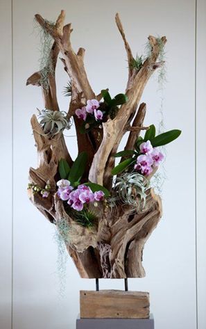 Orchid Garden Ideas, Orchid House, Orchid Flower Arrangements, Orchid Planters, Orchid Garden, Growing Orchids, Orchids Garden, Orchid Arrangements, Succulent Gardening