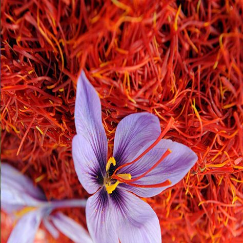 Saffron History Origin Growth Production Properties And Its Various Benefits | VeggiesInfo #Saffron #History #SaffronUses #Medicine #Healthy #Nutrition #MedicinalFacts #Benefits #Cultivation #Growth #Production #Properties #Spices #Remedies #NaturalRemedies #Veggies #VeggiesInfo Is origin of Saffron is still a mystery..? Find out here: http://veggiesinfo.com/saffron/ Saffron Harvest, Saffron Aesthetic, Saffron Health Benefits, Saffron Uses, Herbal Doctor, Growing Saffron, Bar Soap Packaging, Saffron Benefits, Saffron Crocus