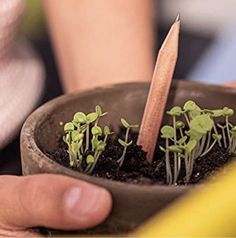 You Can Grow Plants from These Biodegradable Pencils and I Want Them Plantable Pencil, Seed Pencil, Science Games For Kids, Fun Facts For Kids, Basil Seeds, Mini Diy, Grow Plants, Kylie Cosmetic, Facts For Kids